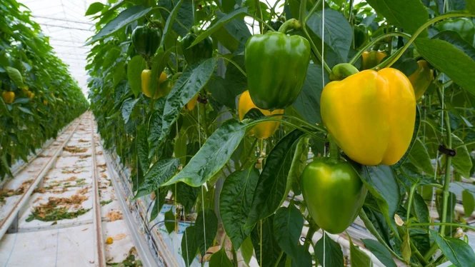 Rows of yellow and green bell peppers growing in the greenhouse