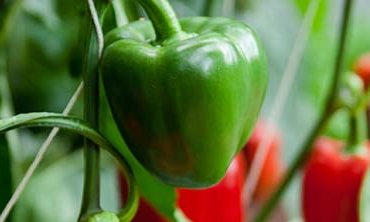 A green bell pepper on the vine