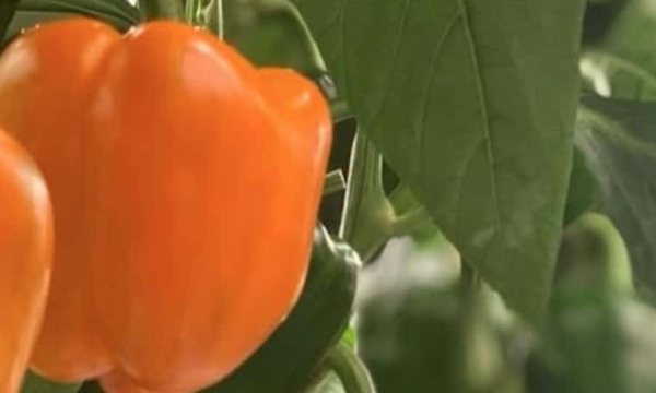 Orange bell peppers ripening on the plant