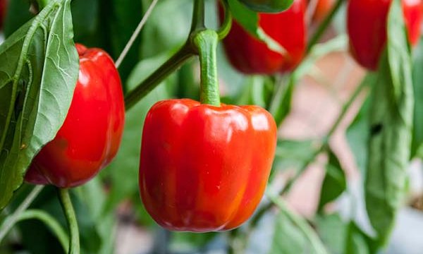 Red bell peppers on the vine