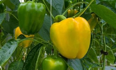 A yellow bell pepper growing in the greenhouse
