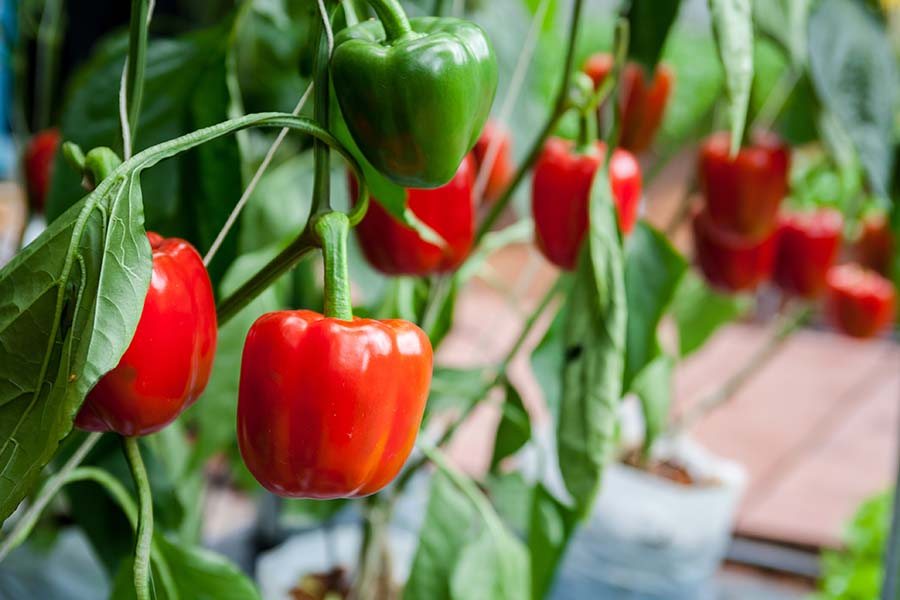 Red and green bell peppers ripening on the vine